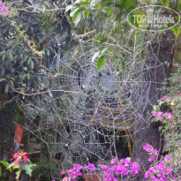 фото из отзыва ID 1335016