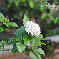 фото из отзыва ID 1335020