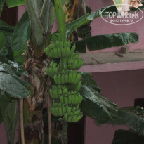 фото из отзыва ID 1335120