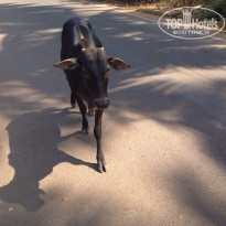 фото из отзыва ID 1336320