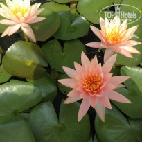 фото из отзыва ID 1331186