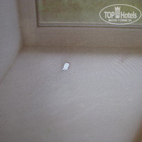 фото из отзыва ID 1336498