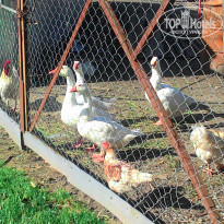 фото из отзыва ID 1336498