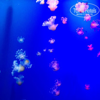 фото из отзыва ID 1336510