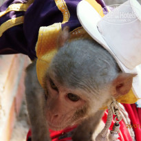 фото из отзыва ID 1336508