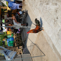 фото из отзыва ID 1336653