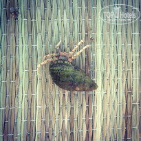 фото из отзыва ID 1337056