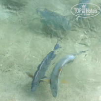 фото из отзыва ID 1337441