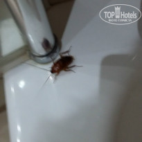 фото из отзыва ID 1338014