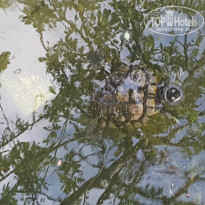 фото из отзыва ID 1338458