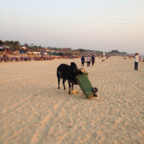 фото из отзыва ID 1338707