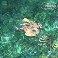 фото из отзыва ID 1339267