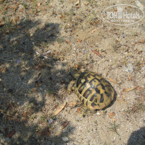 фото из отзыва ID 1339453