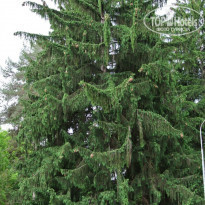 фото из отзыва ID 1339575