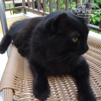 фото из отзыва ID 1339580