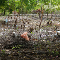 фото из отзыва ID 1339743