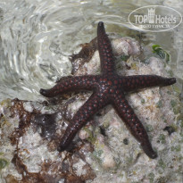 фото из отзыва ID 1339743