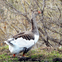 фото из отзыва ID 1331691