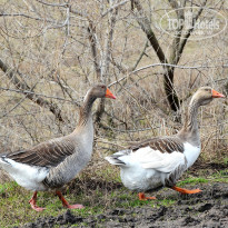 фото из отзыва ID 1331691