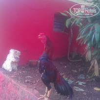 фото из отзыва ID 1340125