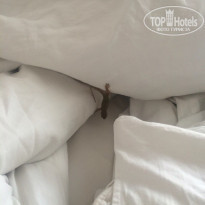 фото из отзыва ID 1340339