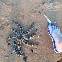 фото из отзыва ID 1340959