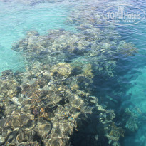 фото из отзыва ID 1342743