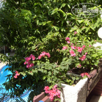 фото из отзыва ID 1343351