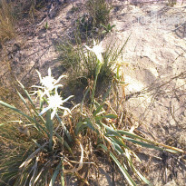 фото из отзыва ID 1345080