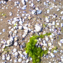 фото из отзыва ID 1345080