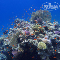 фото из отзыва ID 1347098