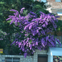 фото из отзыва ID 1347421