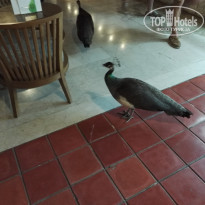 фото из отзыва ID 1347538