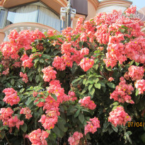 фото из отзыва ID 1347653