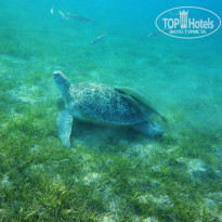 фото из отзыва ID 1347720