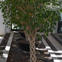 фото из отзыва ID 1347842