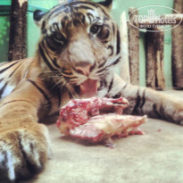 фото из отзыва ID 1348707