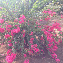 фото из отзыва ID 1348784