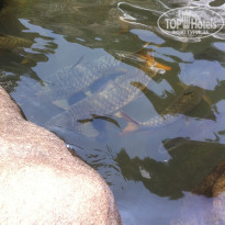 фото из отзыва ID 1348784