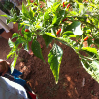 фото из отзыва ID 1348784