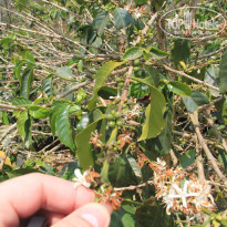 фото из отзыва ID 1348967