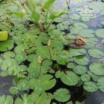 фото из отзыва ID 1350094