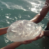 фото из отзыва ID 1350237