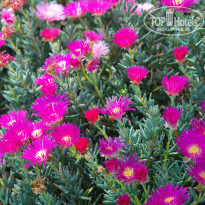 фото из отзыва ID 1350920