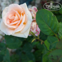 фото из отзыва ID 1350920