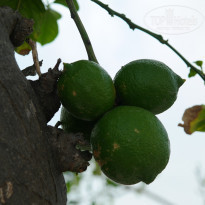 фото из отзыва ID 1350920