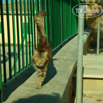 фото из отзыва ID 1350920