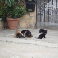 фото из отзыва ID 1350994