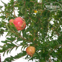 фото из отзыва ID 1350994