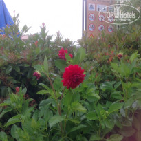 фото из отзыва ID 1351758